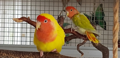 Amarelo und Kiwi