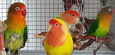 Amarelo und Kiwi