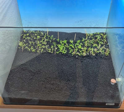 Nano Bepflanzung