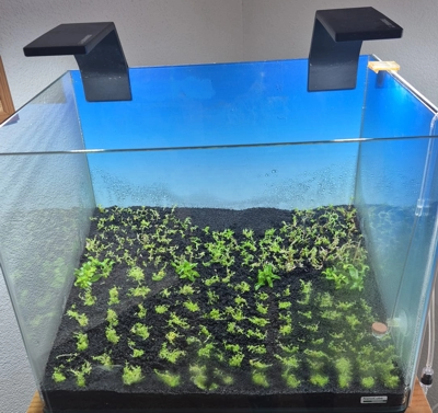 Nano Bepflanzung