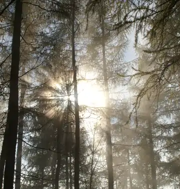 Herbst im Wald