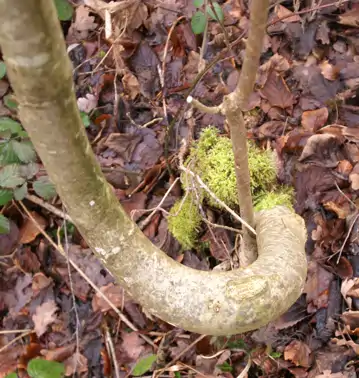 Herbst im Goldseeli Goldau