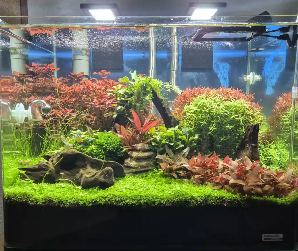 Dennerle 55 Liter Nano Aquarium mit Tieger-Garnelen und Perlhuhnbärbling, die bis sie grösser sind bei den Garnelen heranwachsen.