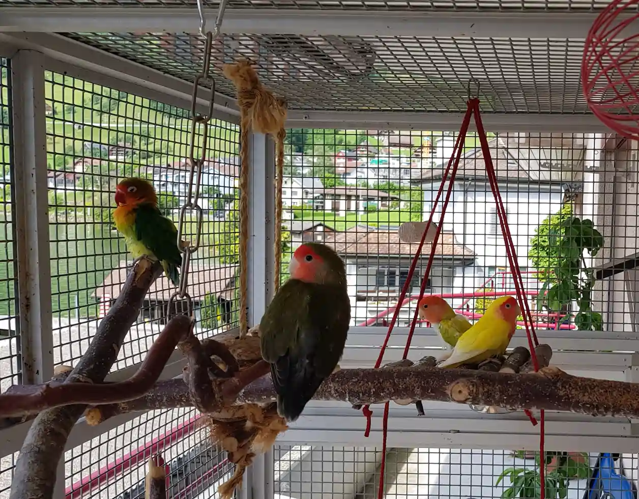 Unsere Agaporniden genießen die Sonne auf dem Balkon und kommunizieren mit den anderen Vögeln.