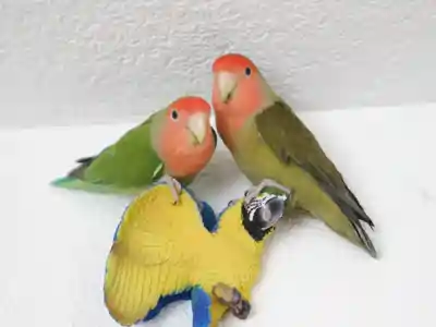 Agapornis