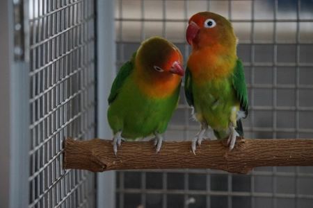 Ankunft Agapornieden aus dem Tierheim