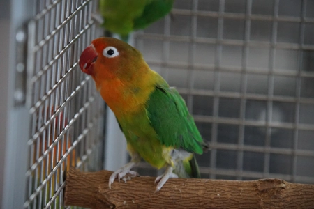 Agaporniden