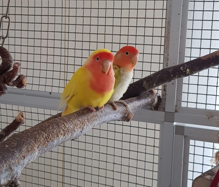 Amarello und Kiwi