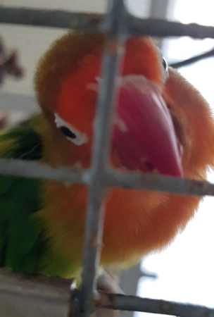 Strizi