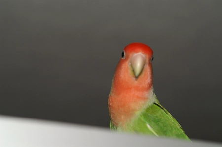 Pepa