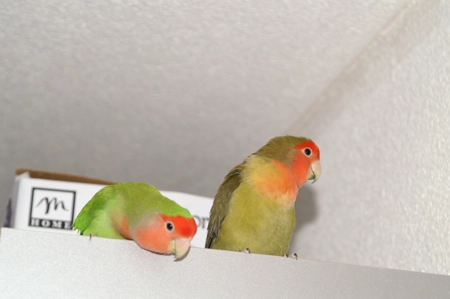 Pepo und Pepa