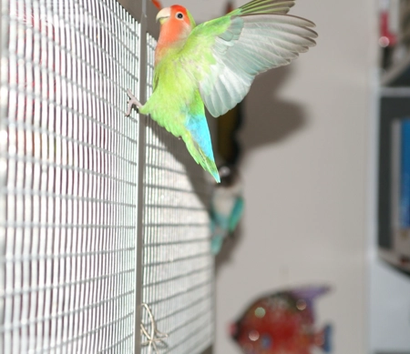 Pepa