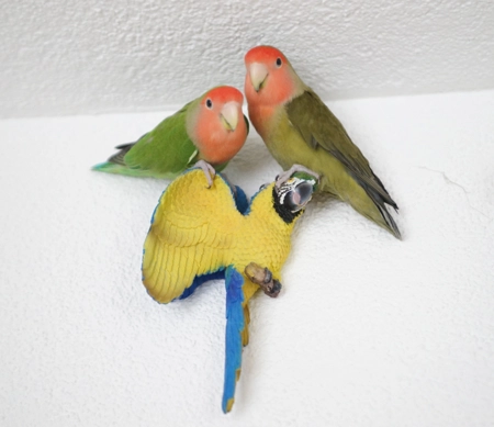 Pepo und Pepa
