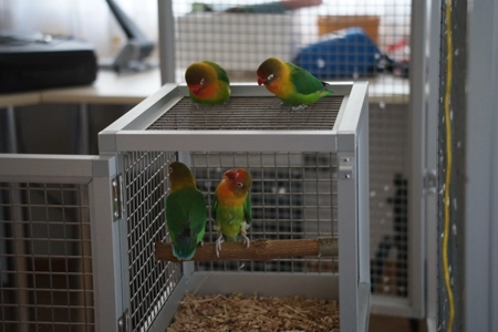Ankunft Agapornieden aus dem Tierheim