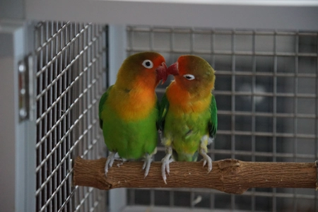Ankunft Agapornieden aus dem Tierheim