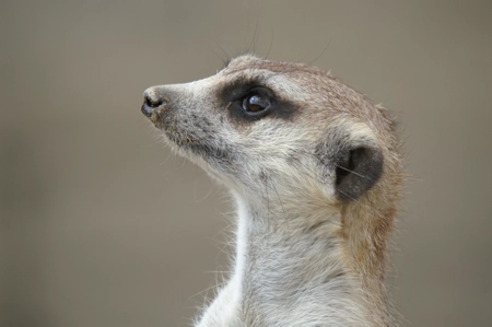 Erdmännchen