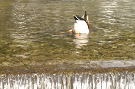 Ente am fressen im Bach
