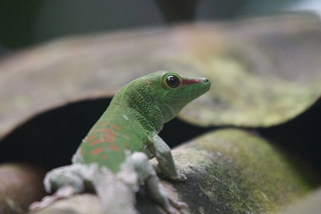 Madagaskar-Taggecko