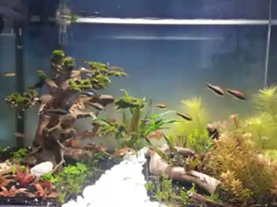 Aquaristik