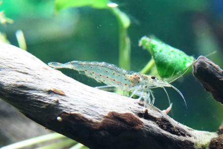Amano Garnele
