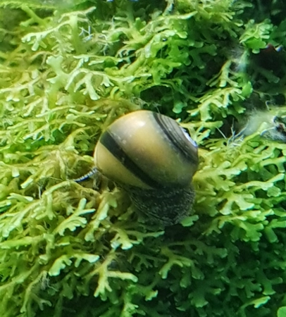 Geweischnecke