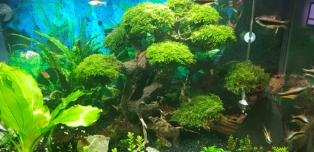 Aquarium