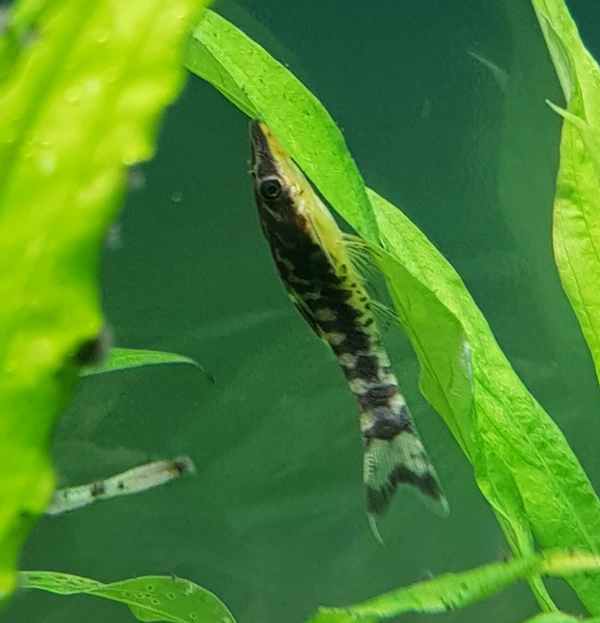  Ohrgitter Harnischwels - Otocinclus