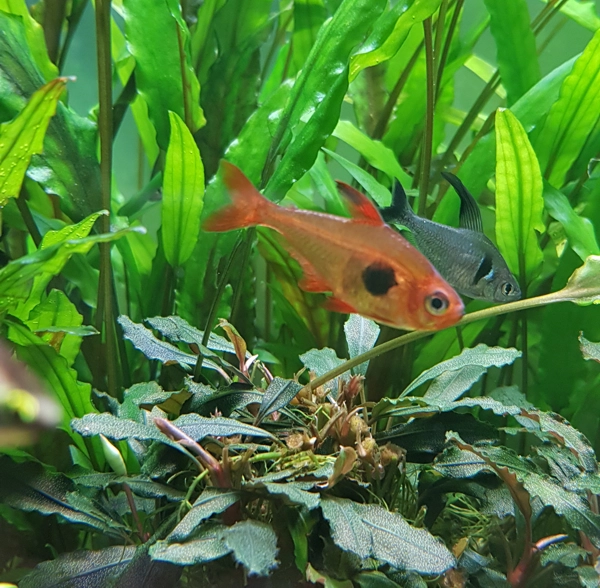 Roter Phantom-Salmler