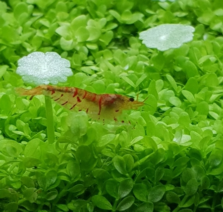 Tieger Garnele