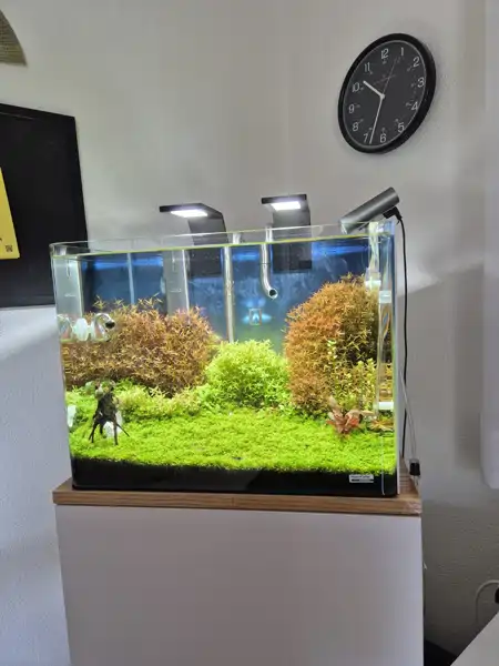 55 Liter Dennerle Cube mit Garnelen und Schnecken