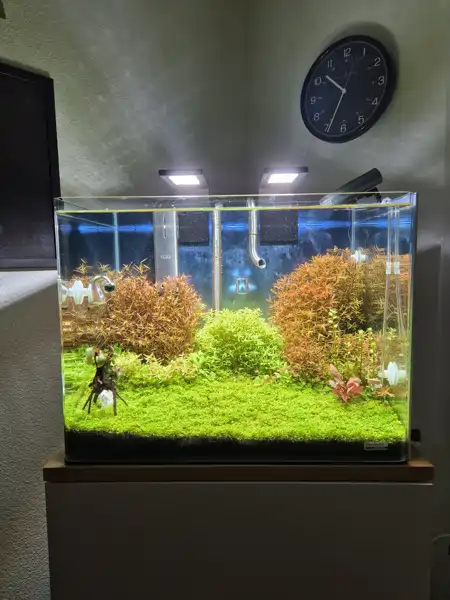 55 Liter Dennerle Cube mit Garnelen und Schnecken