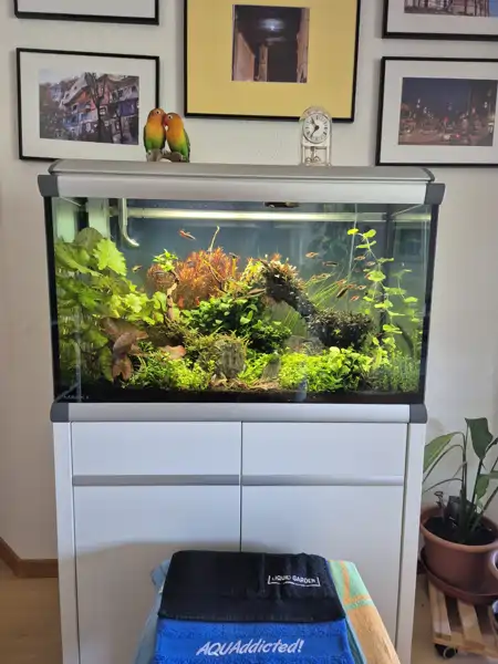 Aquarium MarkII Juni 2025