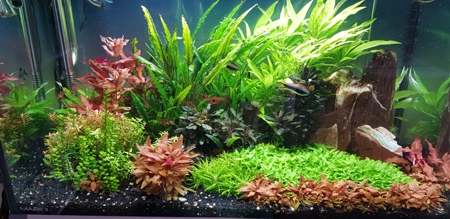 Aquarium