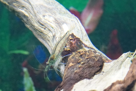 Amano Garnele
