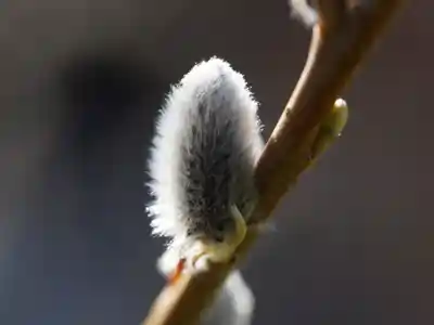 Makros