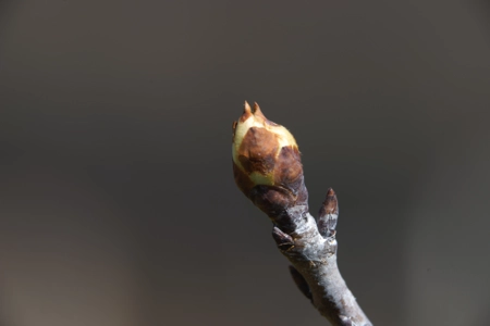 Makro Aufnahmen
