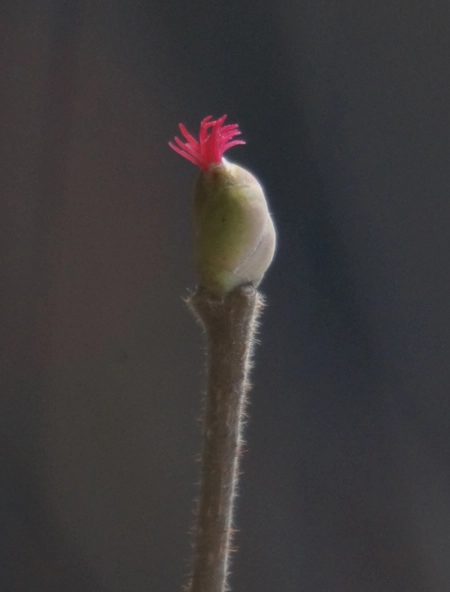 Makro Aufnahmen